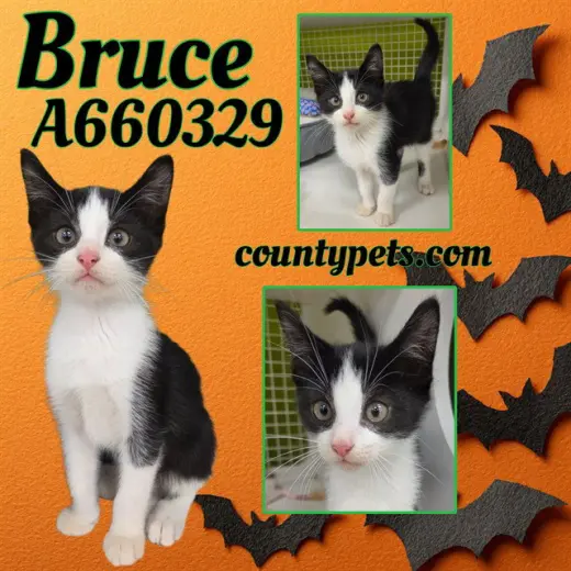 BRUCE