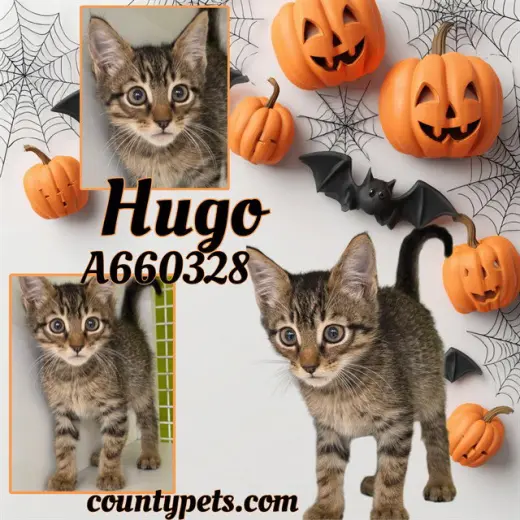 HUGO