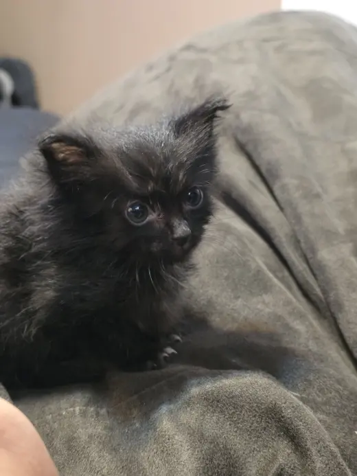 PEPPER