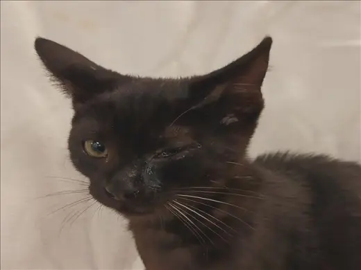 ROSIE