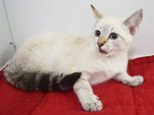 *SAAGAR (GARDEN KITTEN)