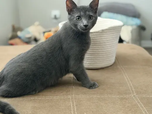 Merlin