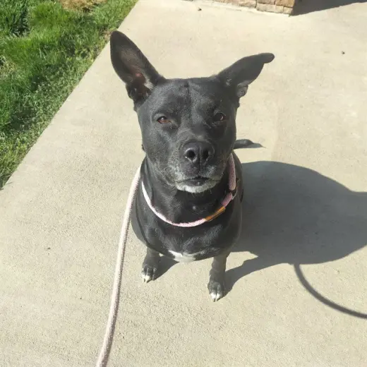 HERA