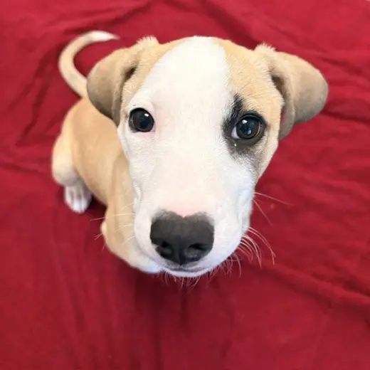 Cinnamon the Puppy!