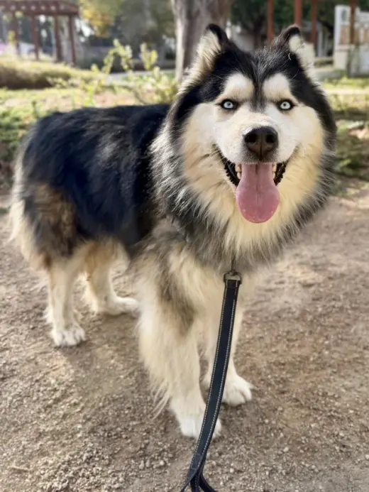 OSITO