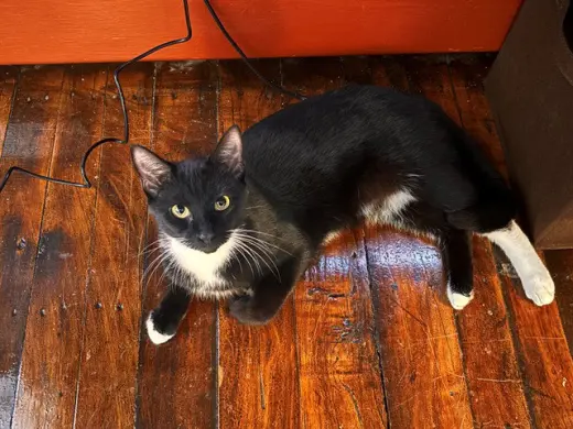 MAE