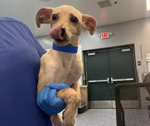 PACO