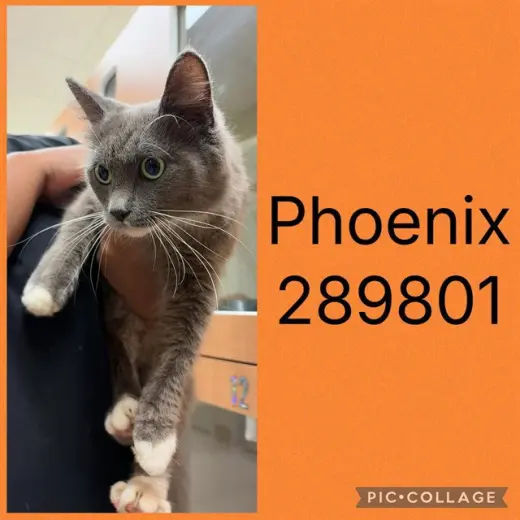 PHOENIX