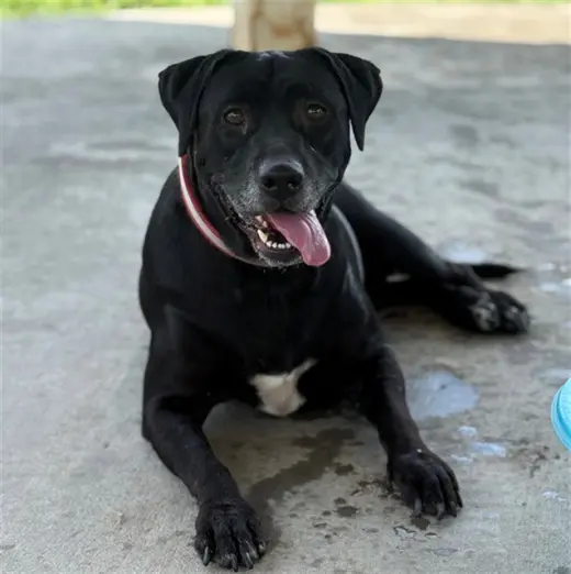 STELLA