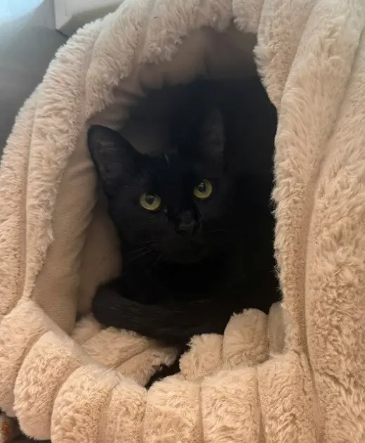 *JAGUAR