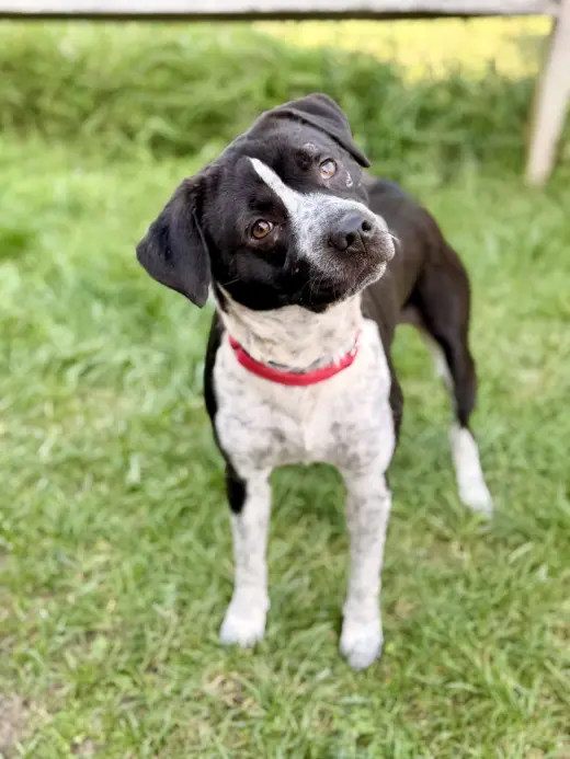 Roscoe
