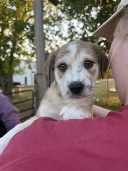 Oakley