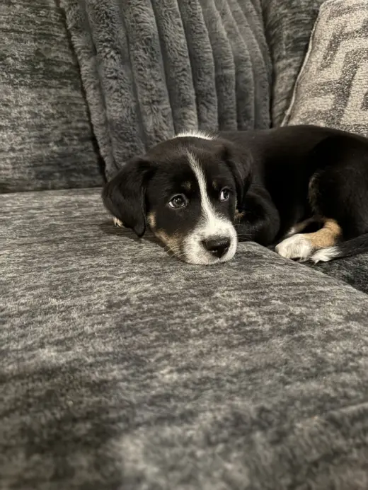 Maverick