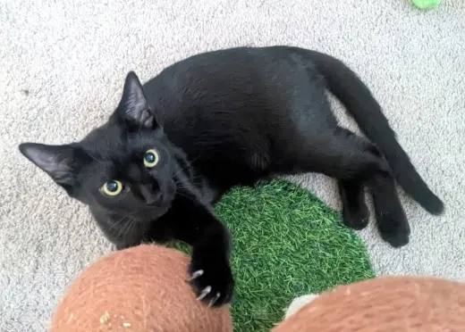 KITTEN SPIDER
