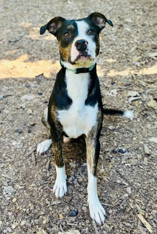 Bruno