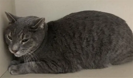 SEBASTIAN