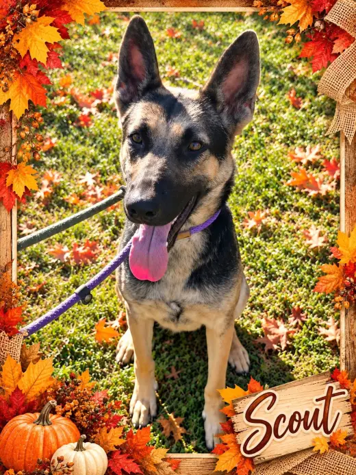 Scout
