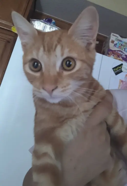 Loki