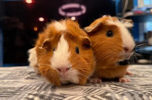 Maisy & Muffin