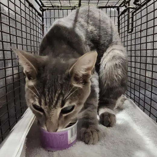 PEANUT