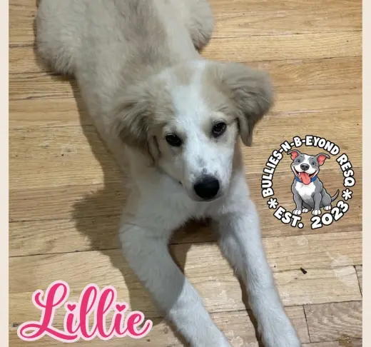 Lillie