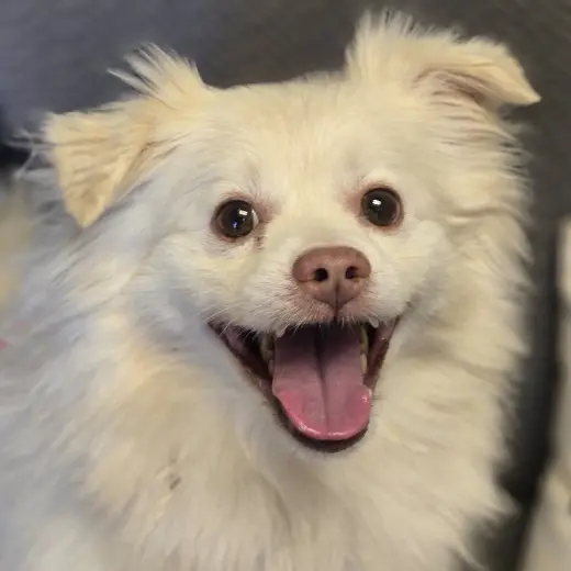 Olaf