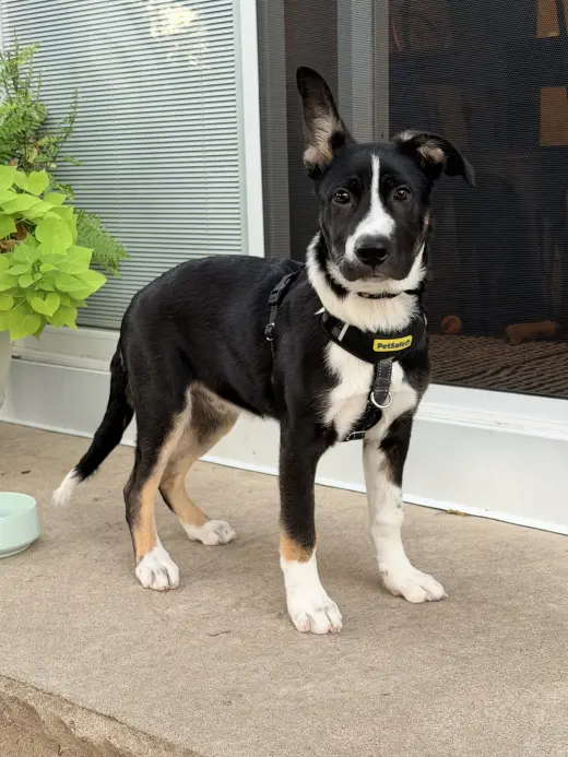 Rocky