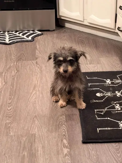 Gus