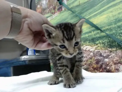 SIMBA