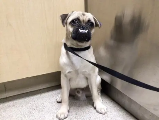 VAMP