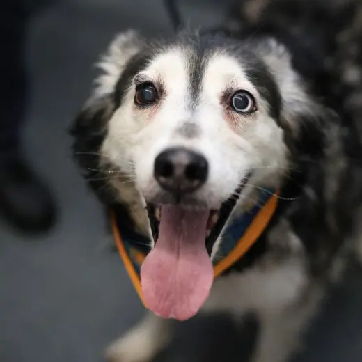 LULU