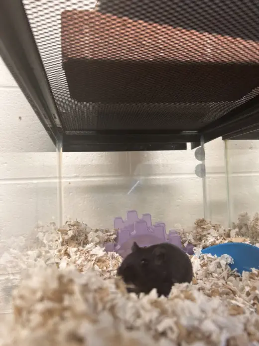 CHONKY