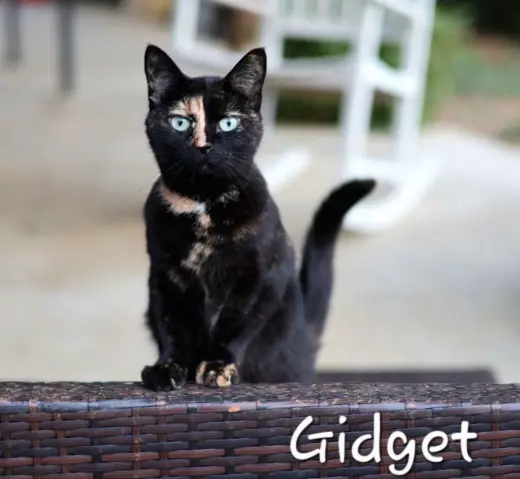 Gidget