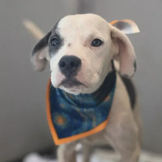 LAIKA
