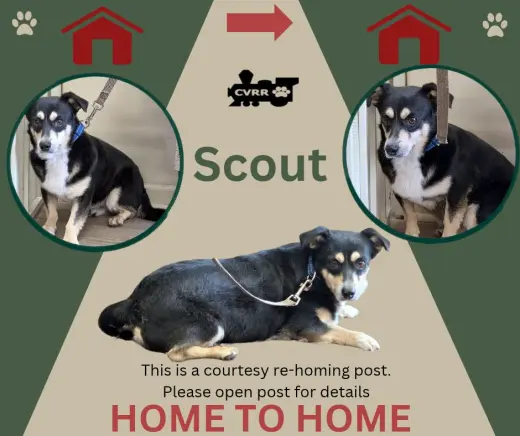 Scout *Home 2 Home*