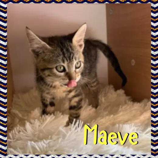 Maeve