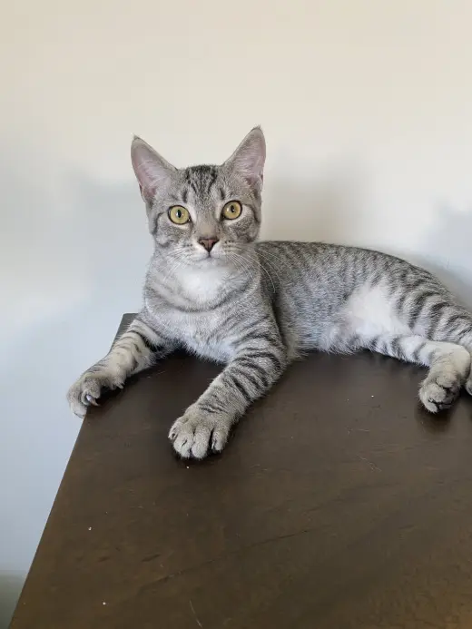 Merlin