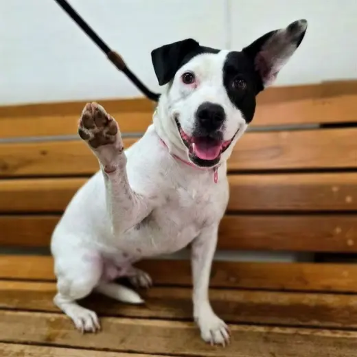 *CALISTA