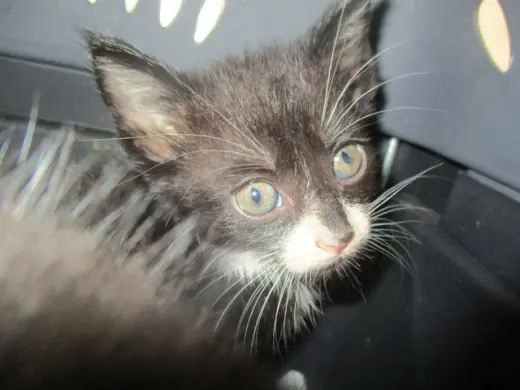 ROXY
