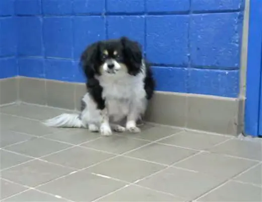 OREO