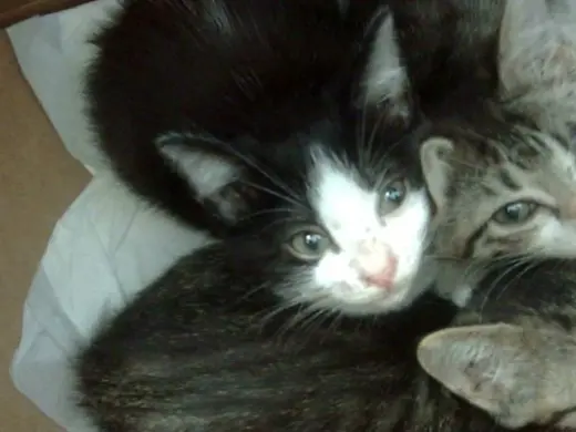 OREO