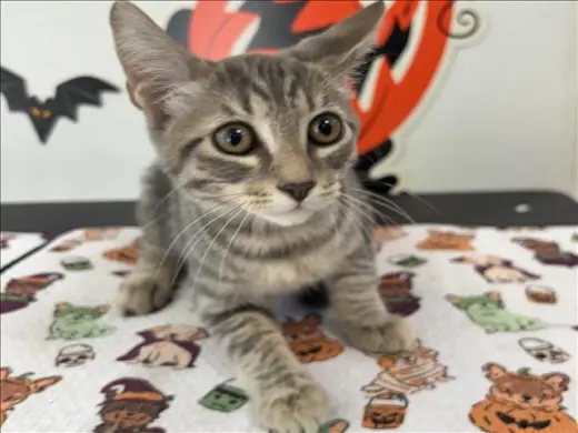 KITTY