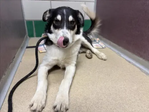 KODA