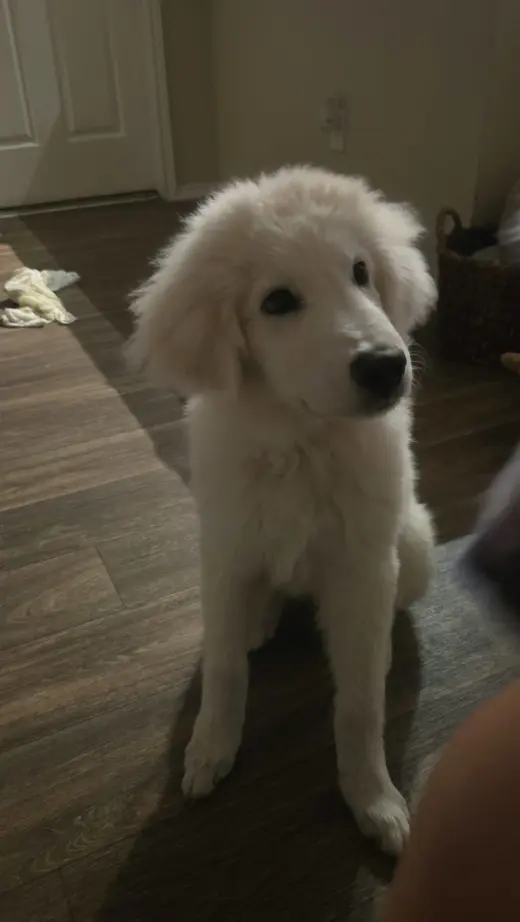 Kona