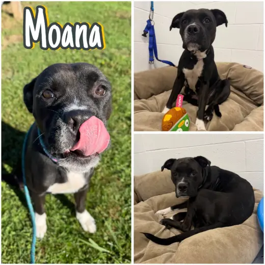 Moana