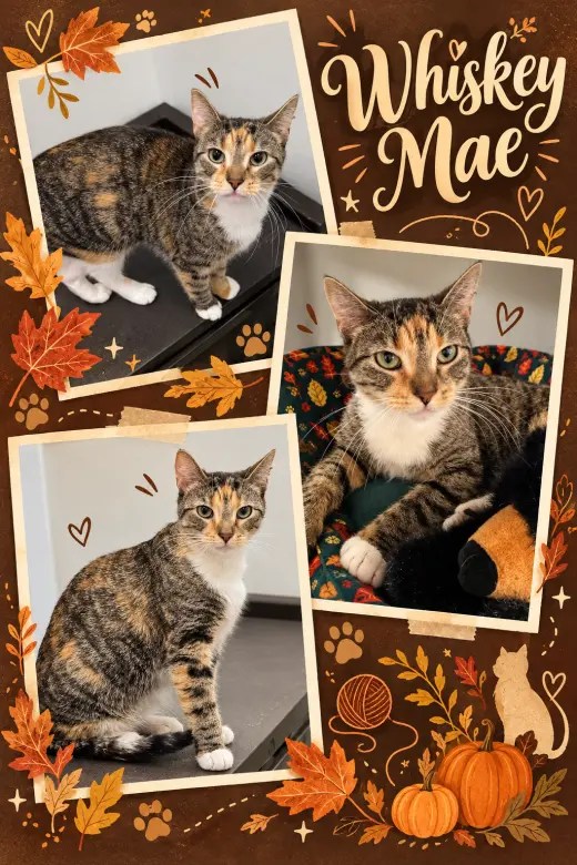 Whiskey Mae (FCID# 09/14/2026 - 95 Middletown PS)