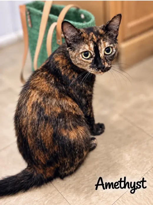 Amethyst (FCID# 08/19/2026 - 109) Willow Grove
