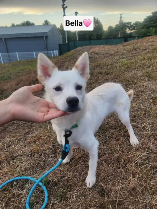 BELLA