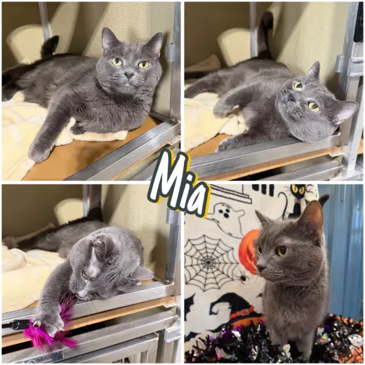 Mia - Fee Waived