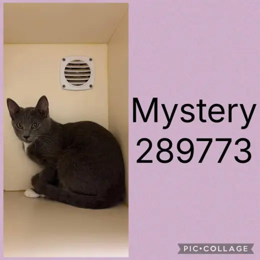 MYSTERY